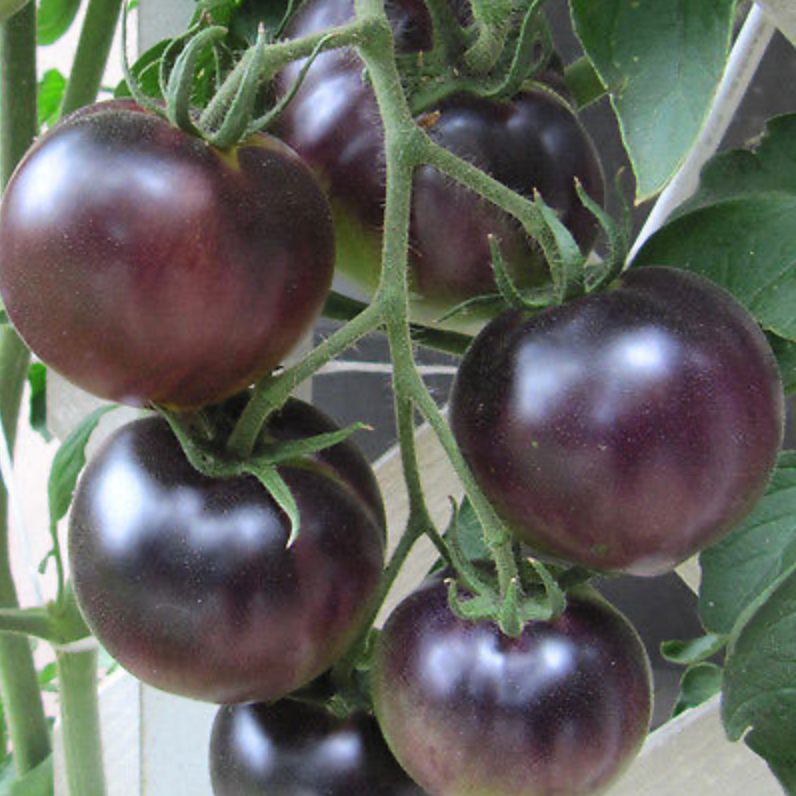Tomate Black Cherry Jungpflanze